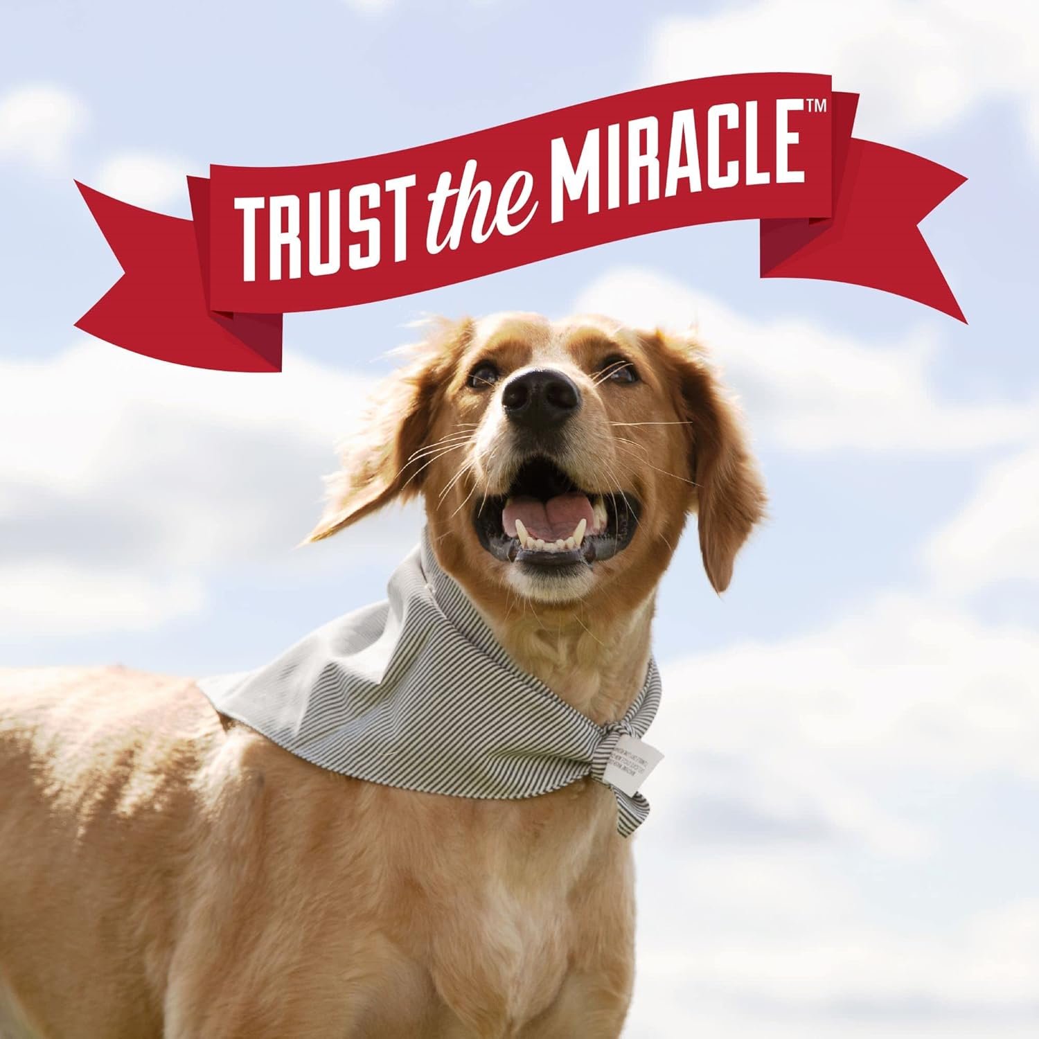 Nature’s Miracle Urine Destroyer